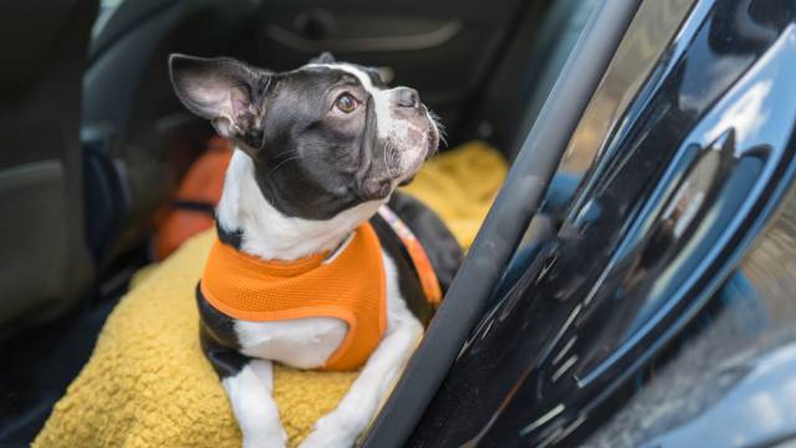 consejos para llevar al perro en coche con transportes VTC