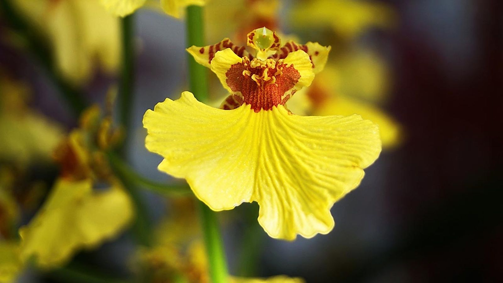 orquidea oncidium dama danzante