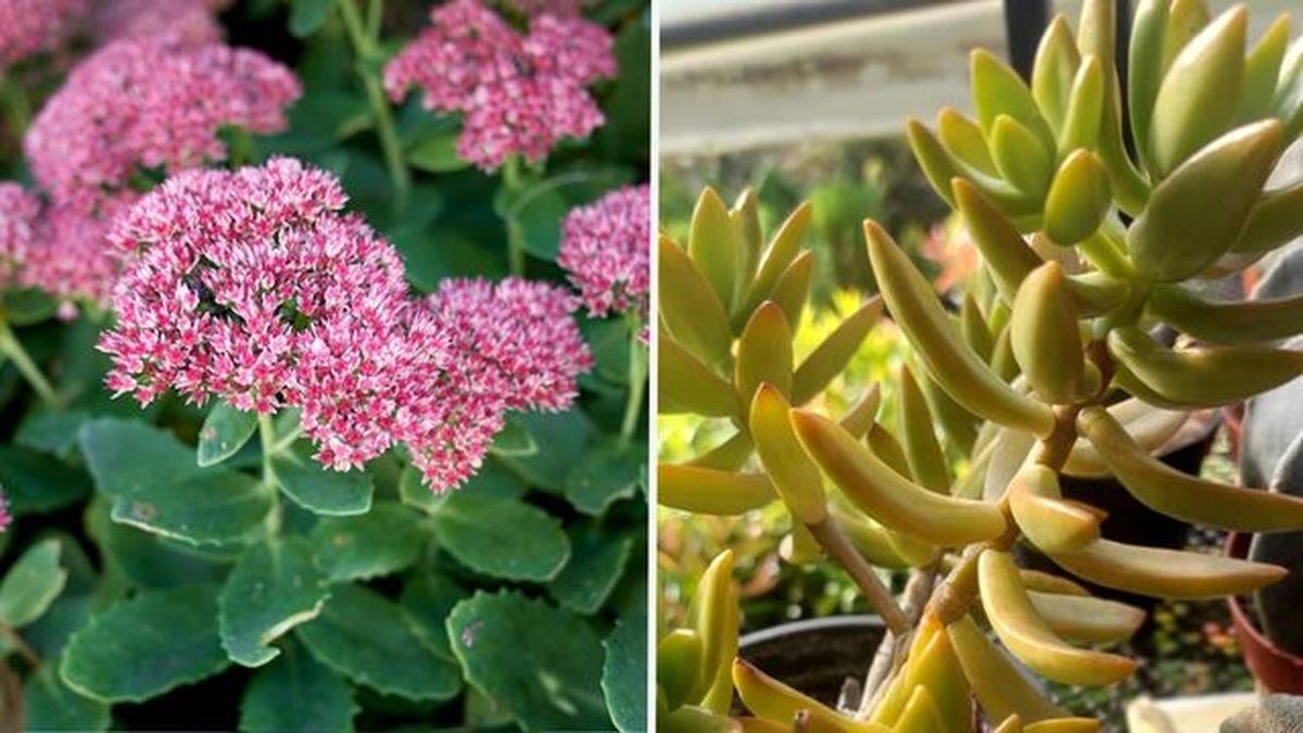 Sedum spectabile sedum adolphi