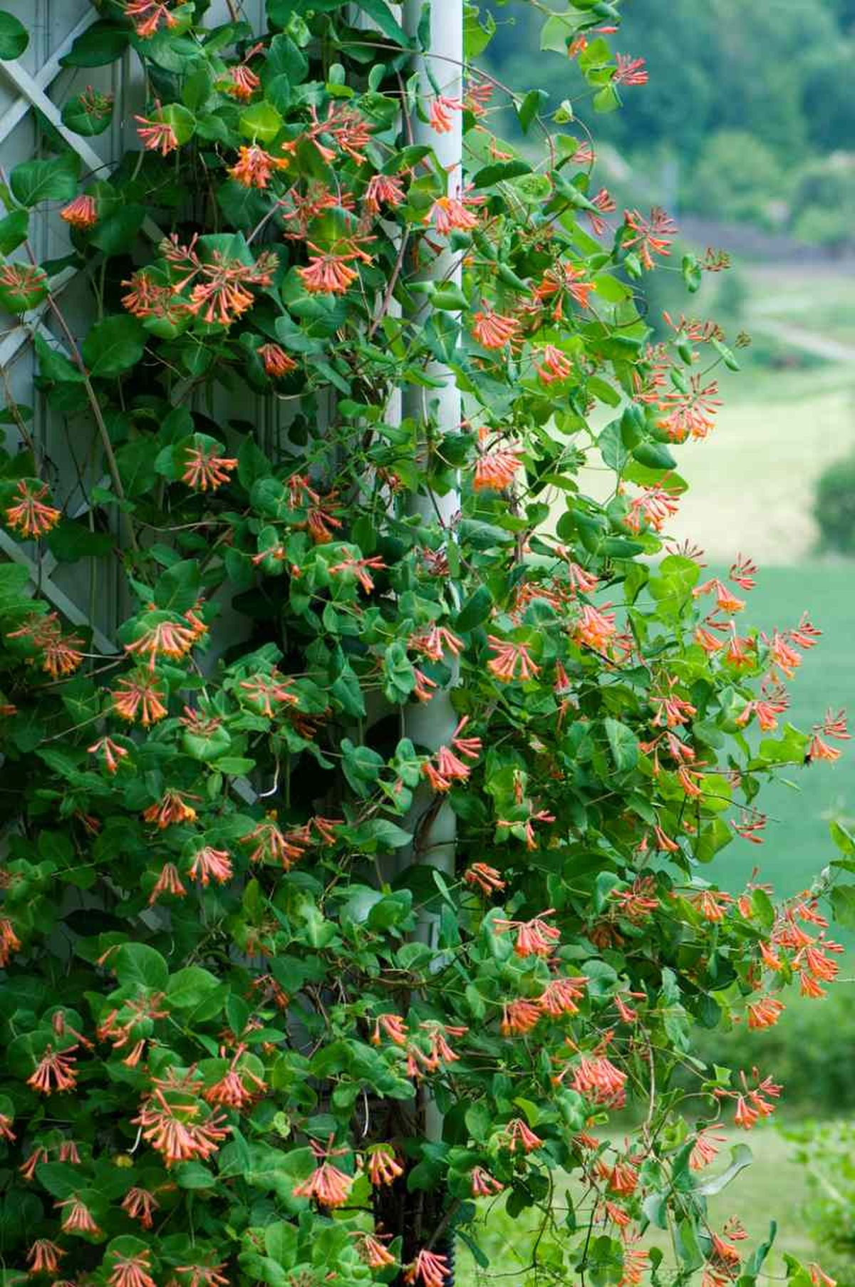 Madreselva en un muro