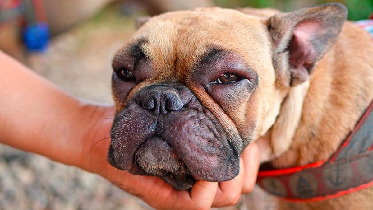 cuidados primavera mascotas 2