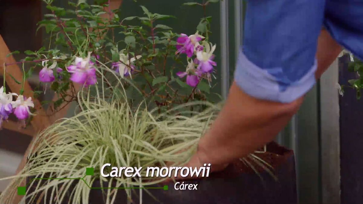 brico 0927 3 jardinera tela carex