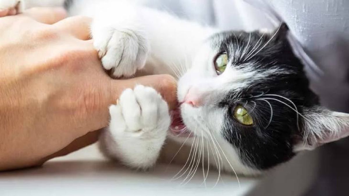 como ensenar a un gato a no morder 12 (1)