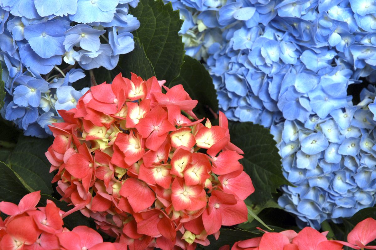 plantacion hortensias xl