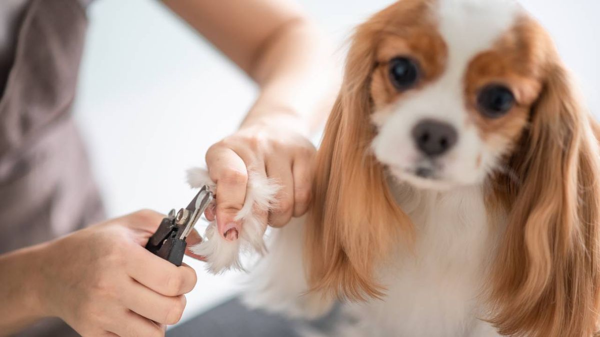 peluquerias caninas y centros de estetica para perros servicios
