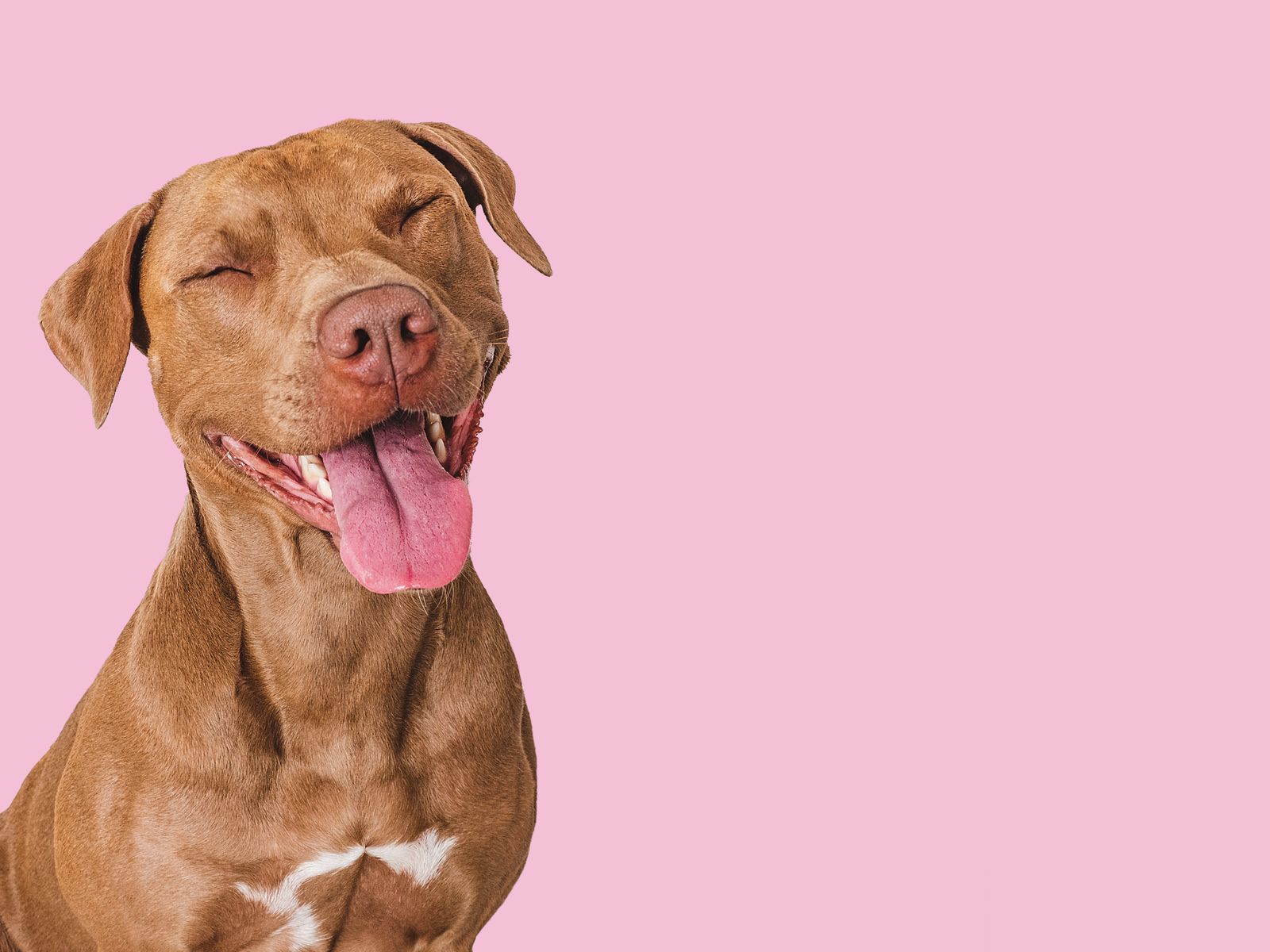 Nombres como Loki, Taylor o Cheddar son tendencia entre quienes quieren reflejar alegría y estilo en sus mascotas.
