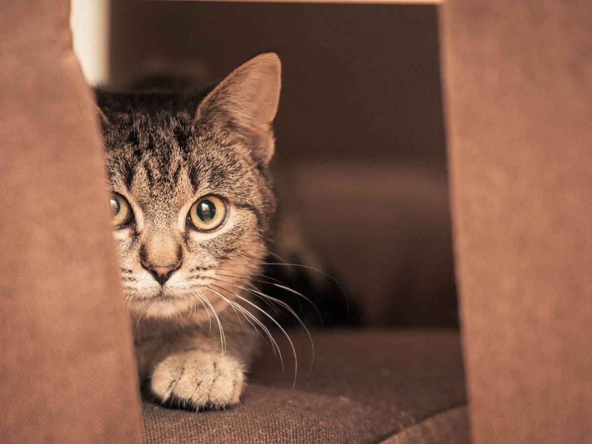 Necesitan gozar de un controSu carácter reservado respoSu carácter reservado responde a un mecanismo de defensa.l absoluto sobre su territorio.