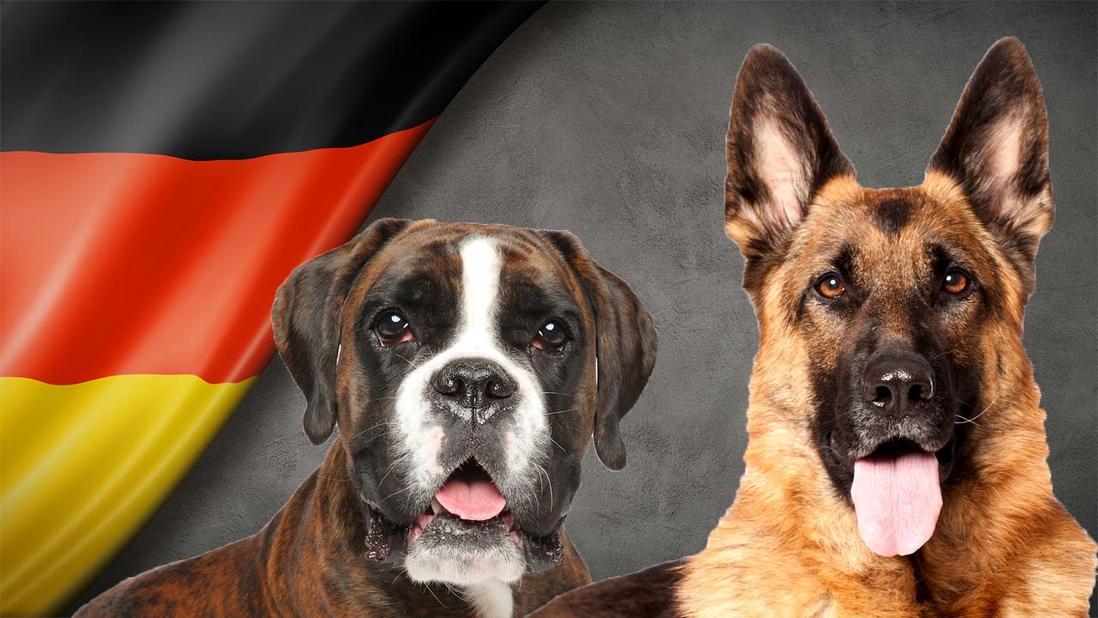 10 perros alemanes portada5