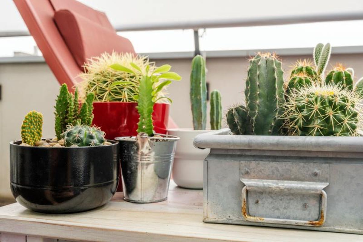 Distintas variedades de cactus.