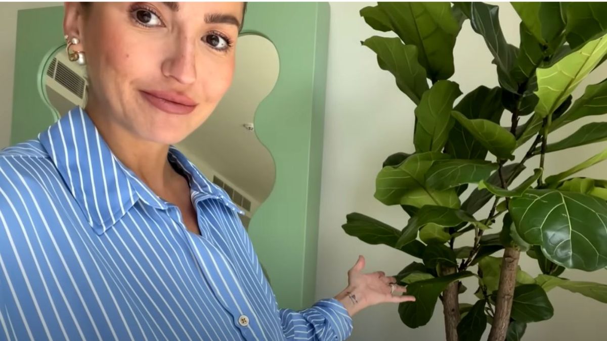 ficus lyrata y alexandra pereira