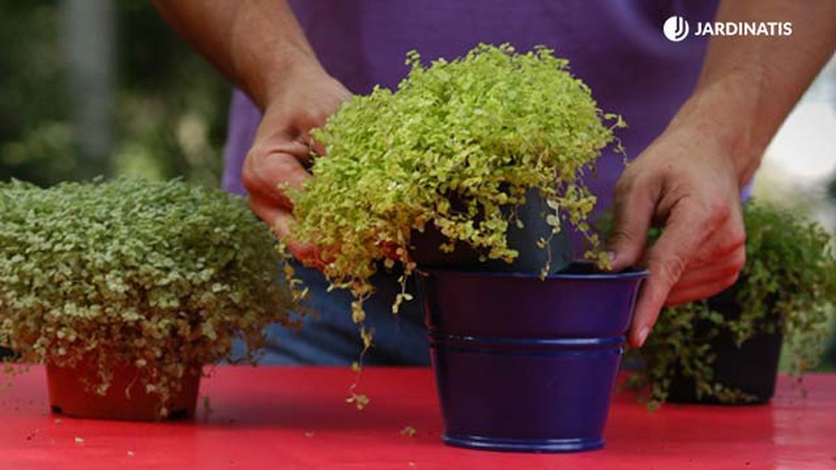 Escoge tiestos estancos