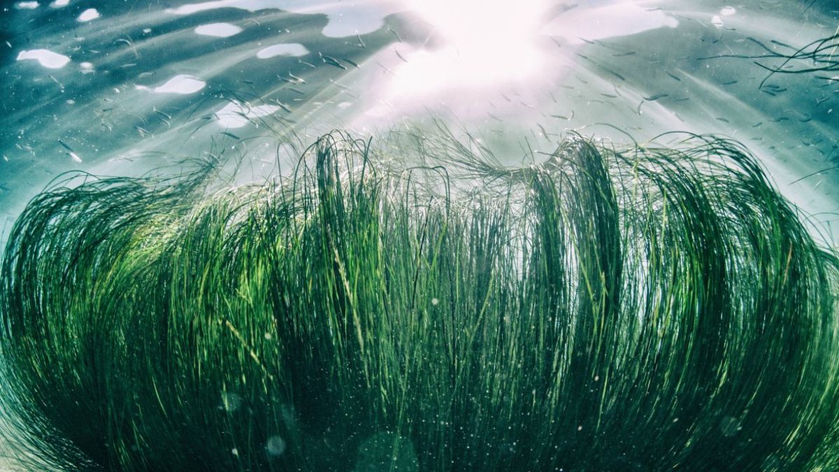 pastos marinos que son y su importancia para luchar contra el cambio climatico