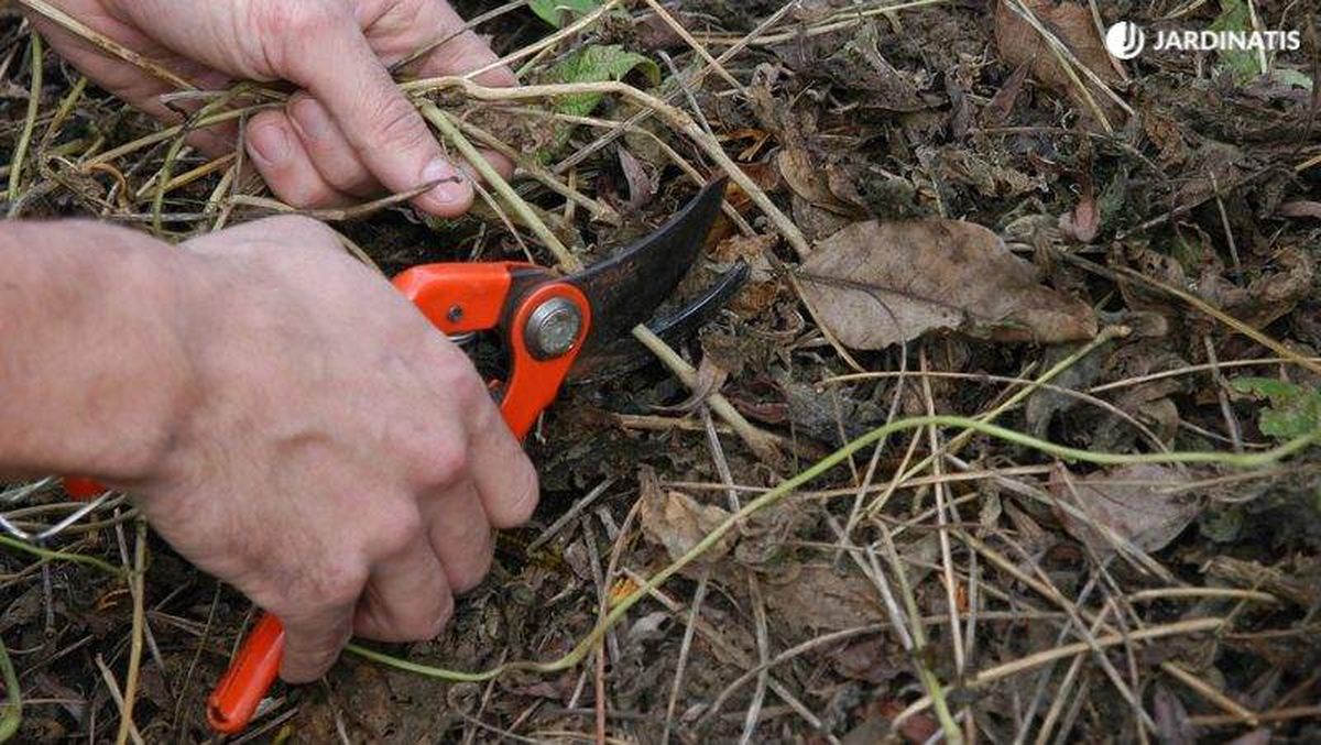 Corta las matas sin arrancar las raíces