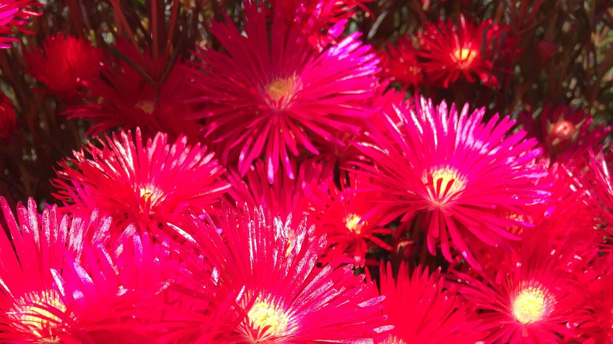 Lampranthus caracteristicas