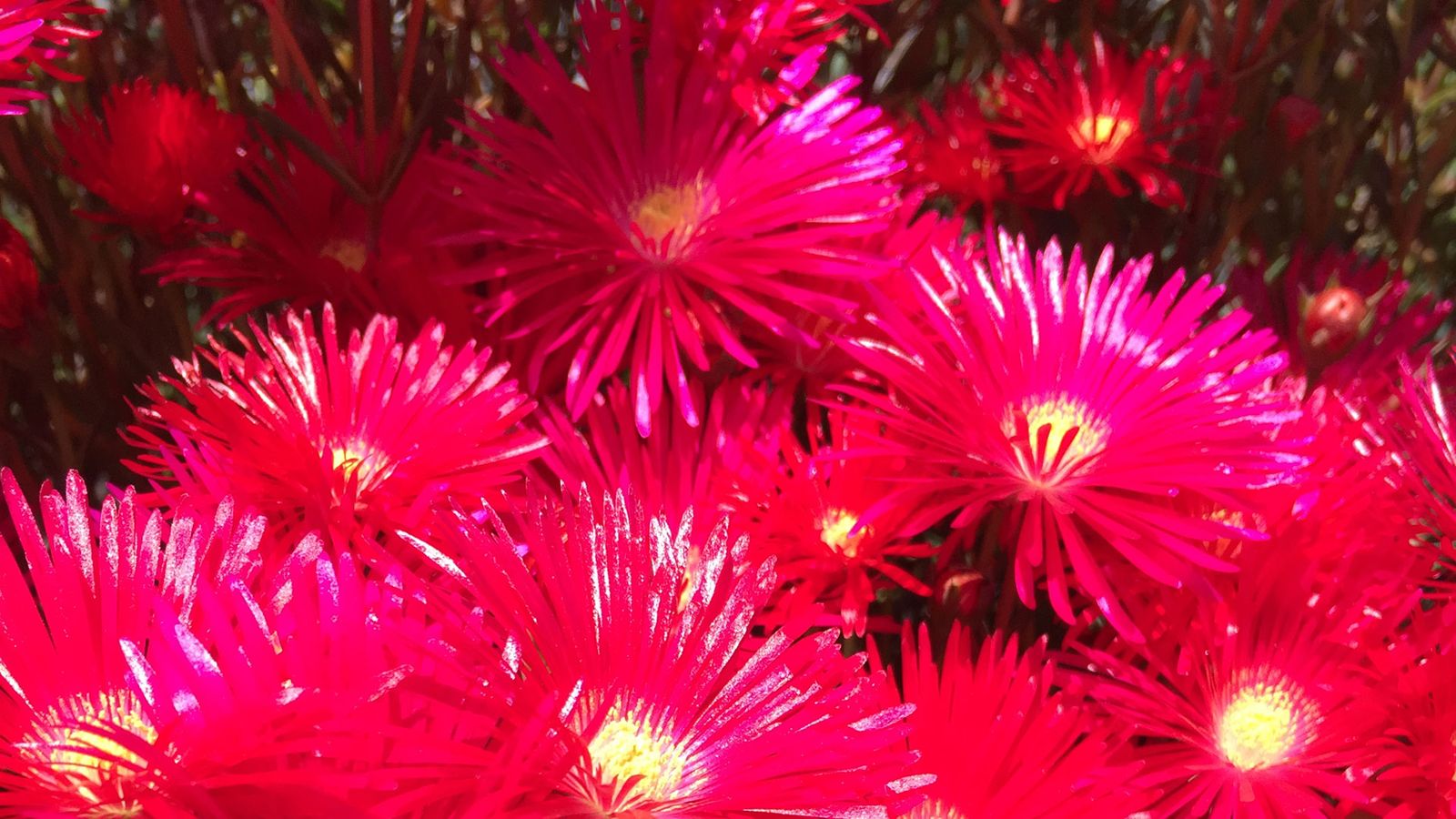 Lampranthus caracteristicas