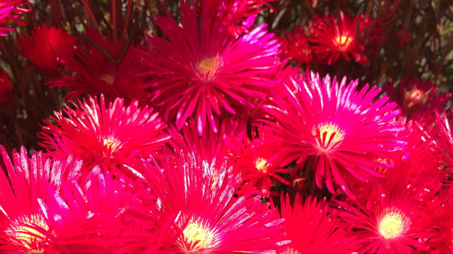 Lampranthus caracteristicas