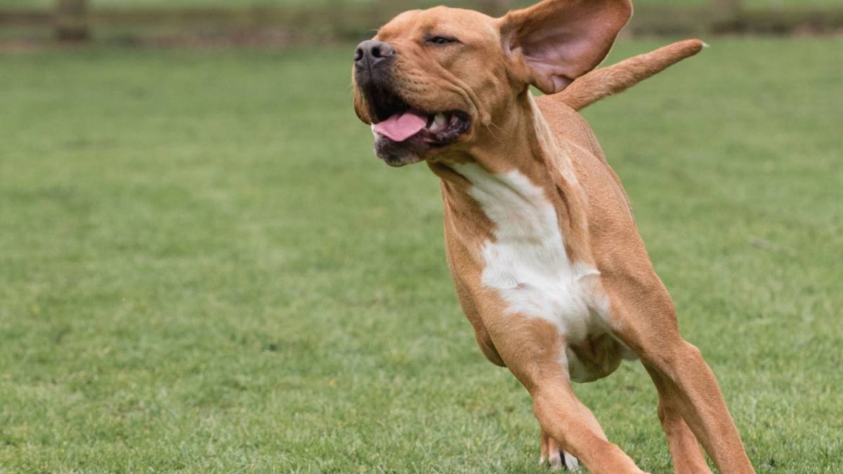 perdiguero portugues xl