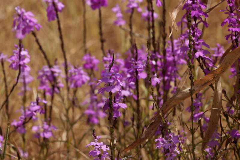 Striga hermonthica.