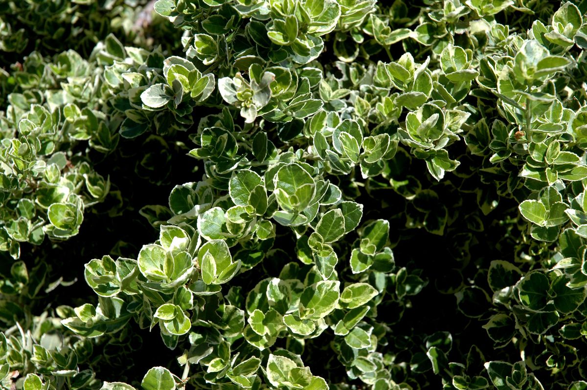 Bonetero del Japón Kati