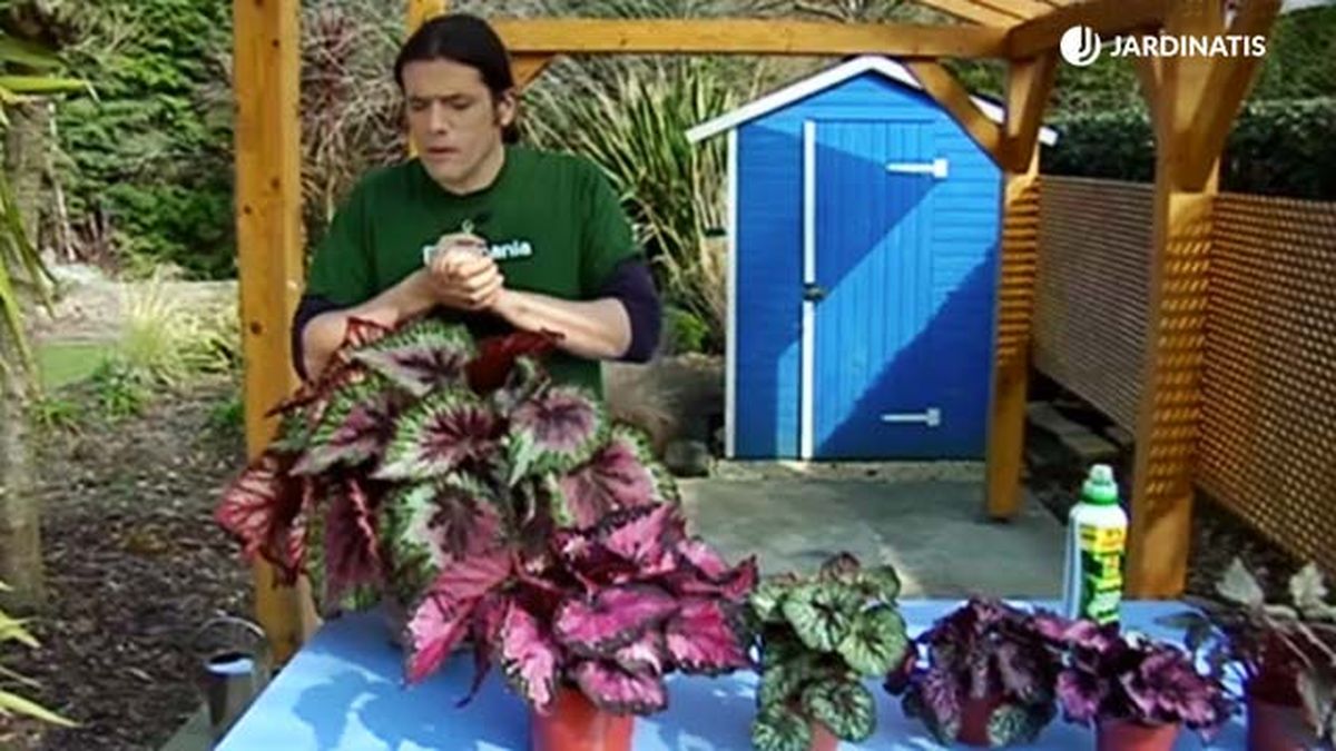 variedades de begonia rex brico 688 jardinatis