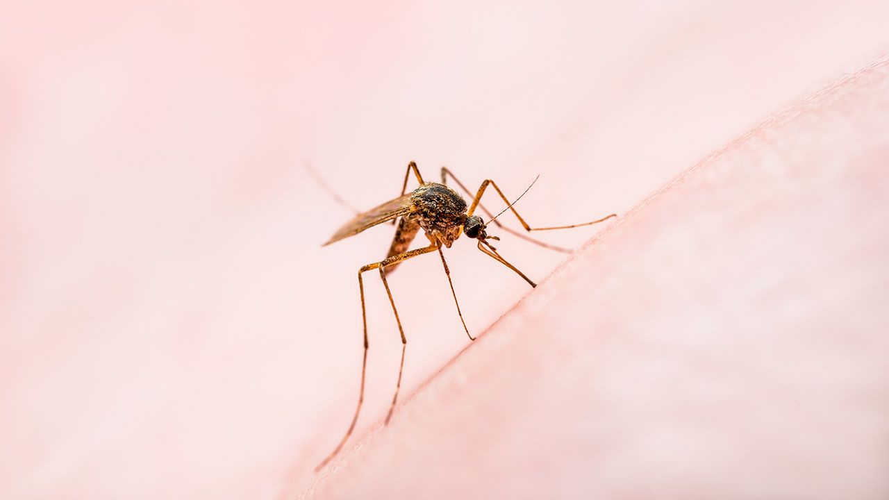 que es la zoonosis y cuales son las mas frecuentes leishmaniasis