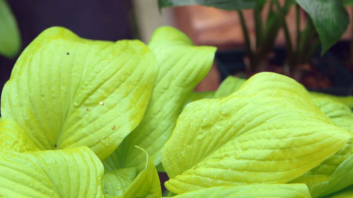 bBrico 953 3 cinta cobre plaga caracoles hostas hoja amarilla
