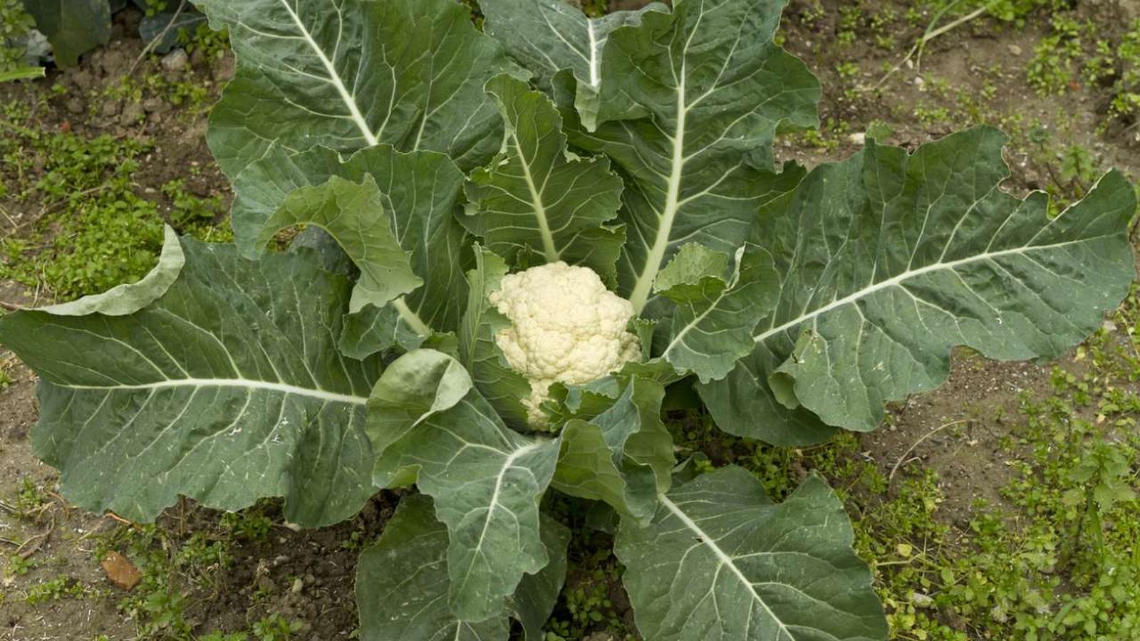 cultivo de la coliflor