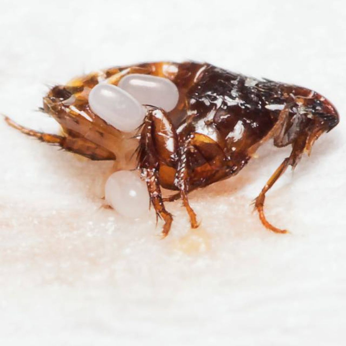 como son las pulgas ciclo vida parasitos