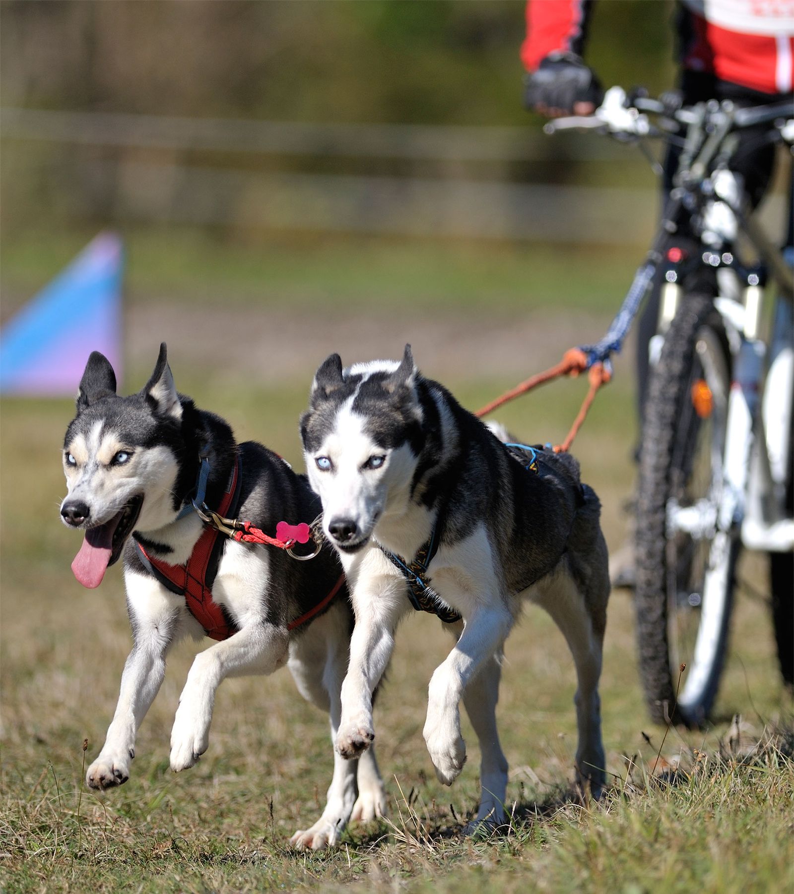 mascotas deportes invierno Bikejoring