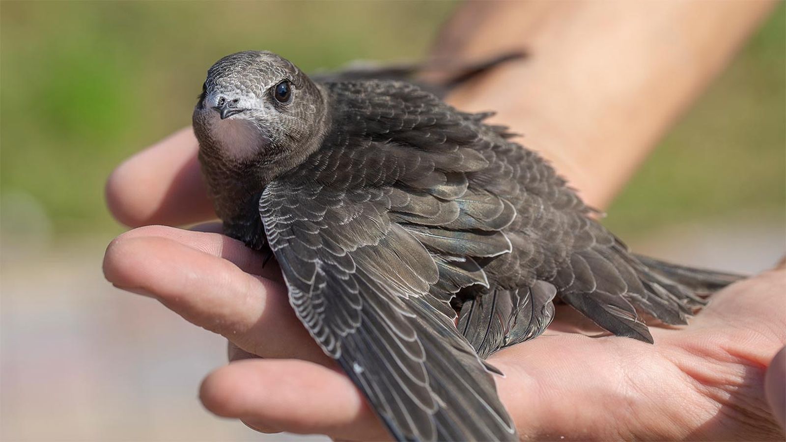 vencejo comun portada