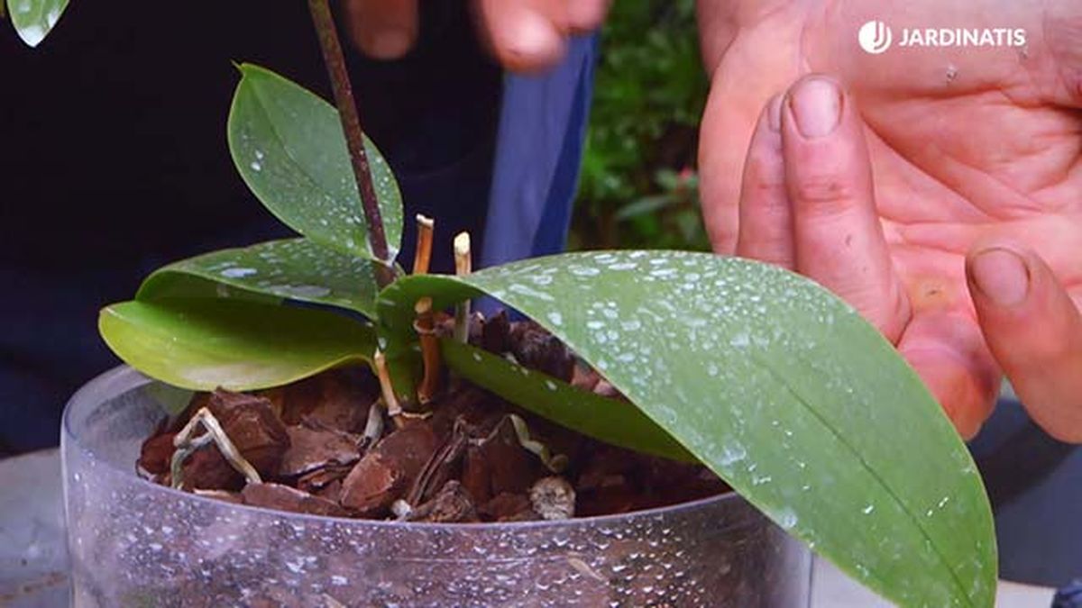 brico 935 3 tierra diatomeas eliminar plaga cochinilla manchas