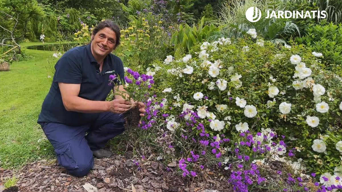 flores blancas y lilas para el jardin xl jardinatis