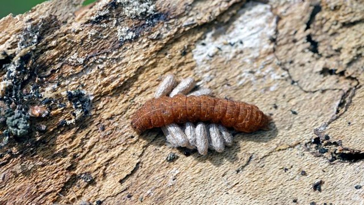 oruga parasitad por avispas parasitoides