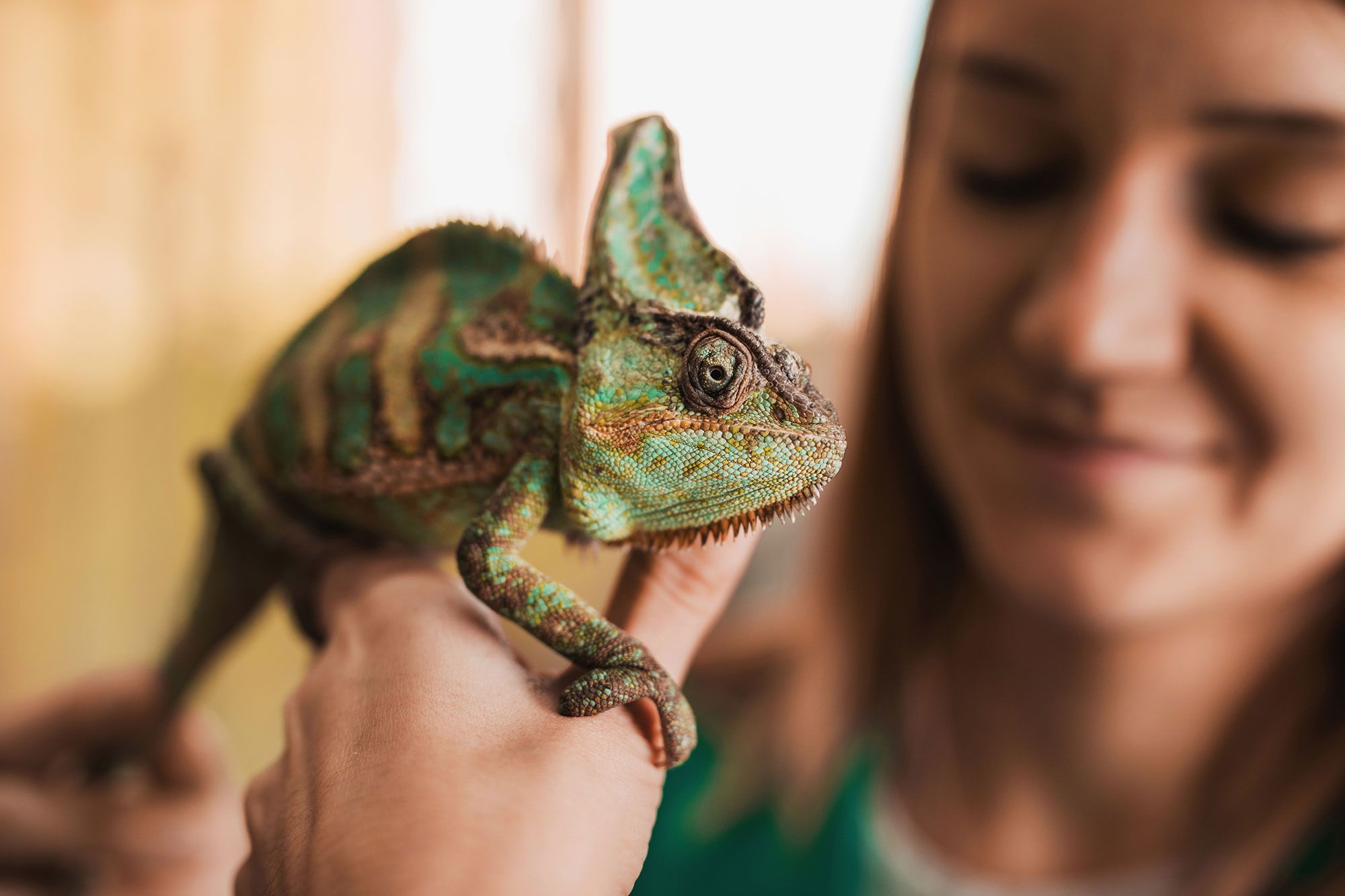 mascotas exoticas reptiles