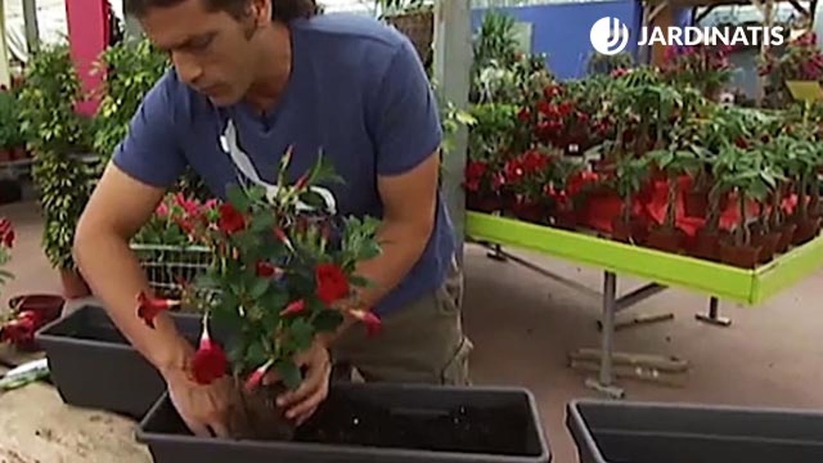 plantacion de dipladenias en jardinera deco 390