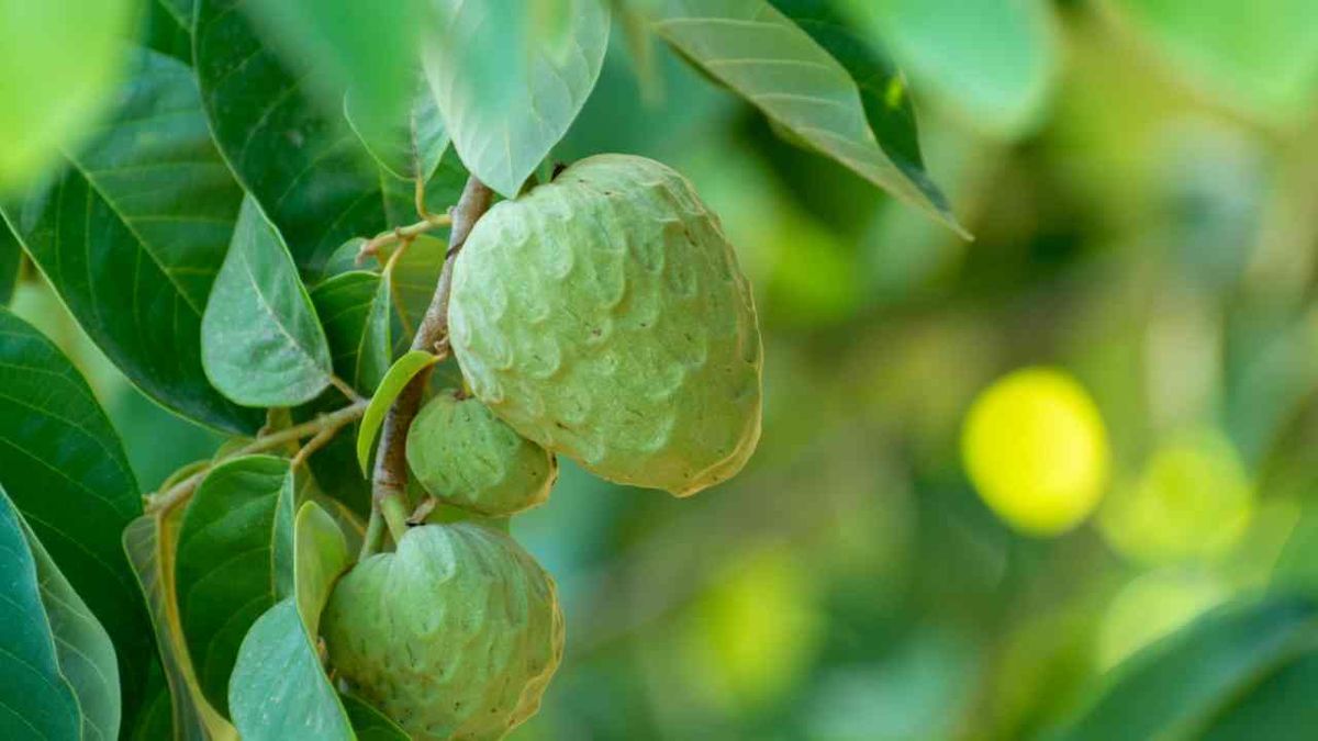 como plantar chirimoya