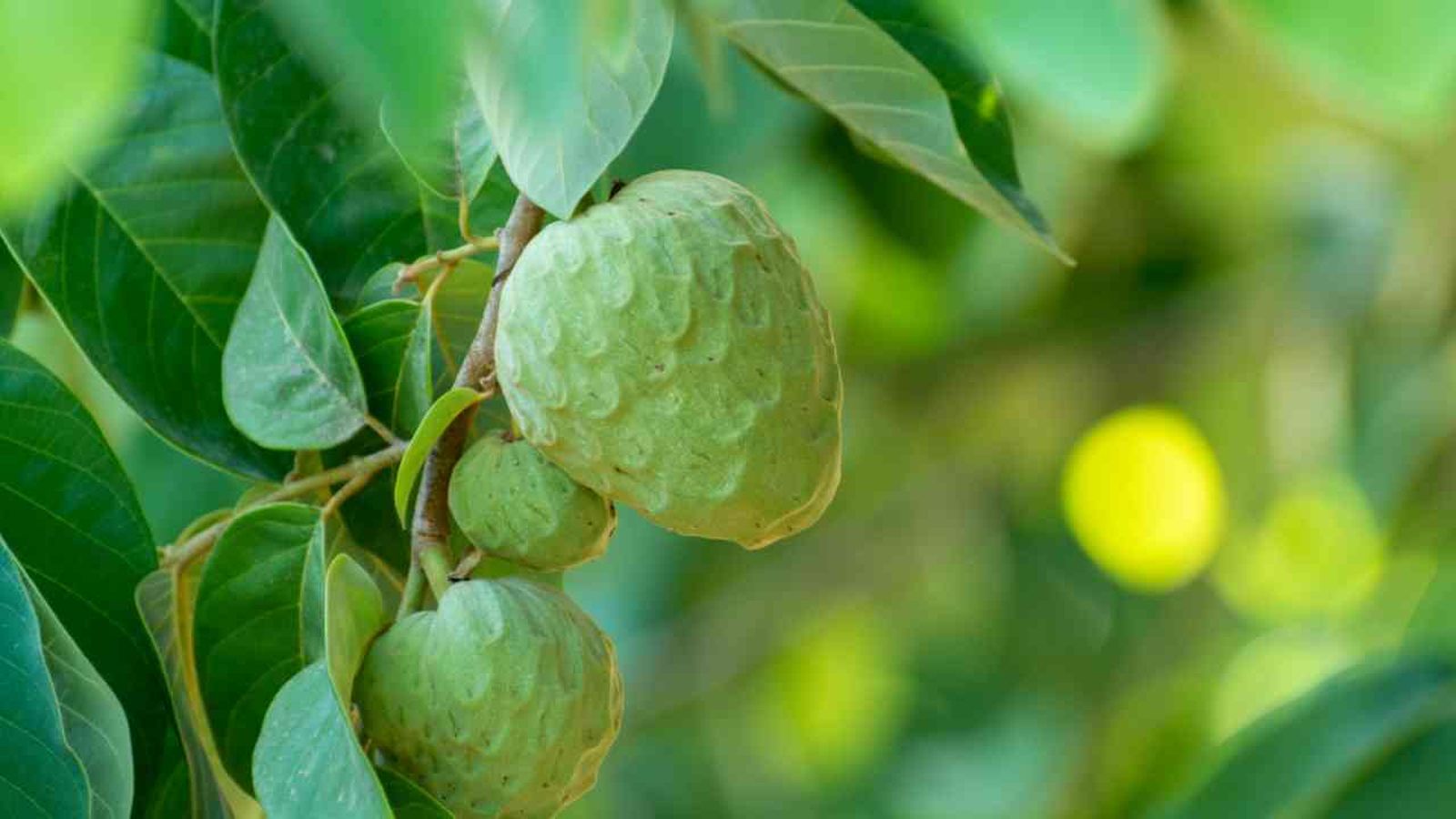 como plantar chirimoya