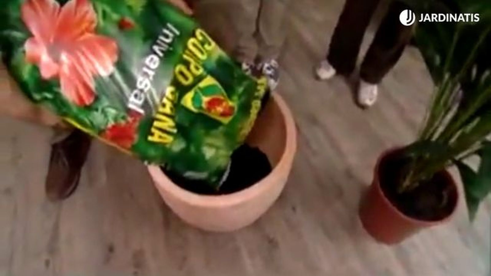 plantacion de kentia brico 182
