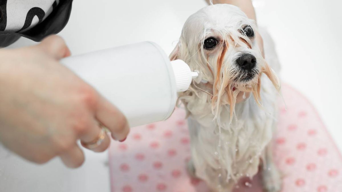 champu casero de avena para perros con piel sensible