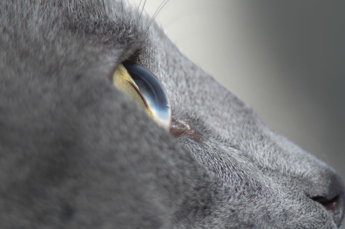 como ven los gatos xl