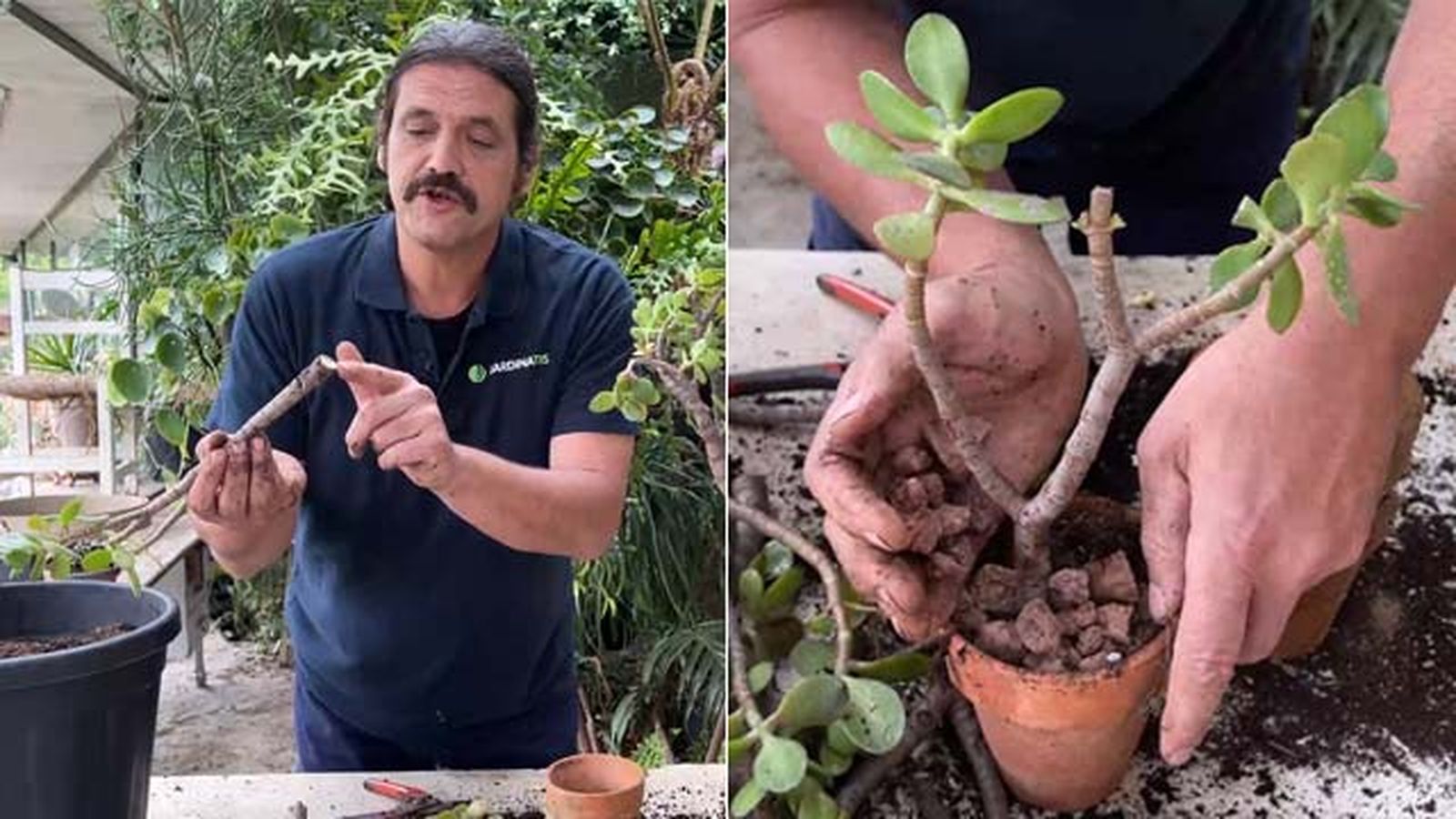 reproducir arbol de jade esquejes jardinatis 22 22