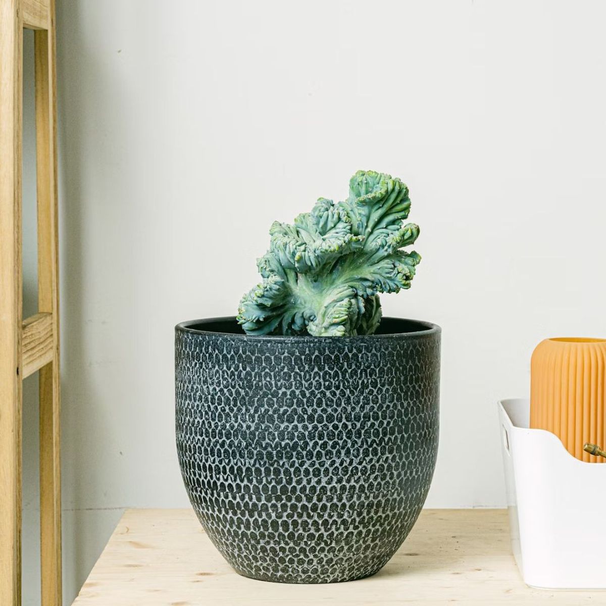 cactus garambullo crestado be green