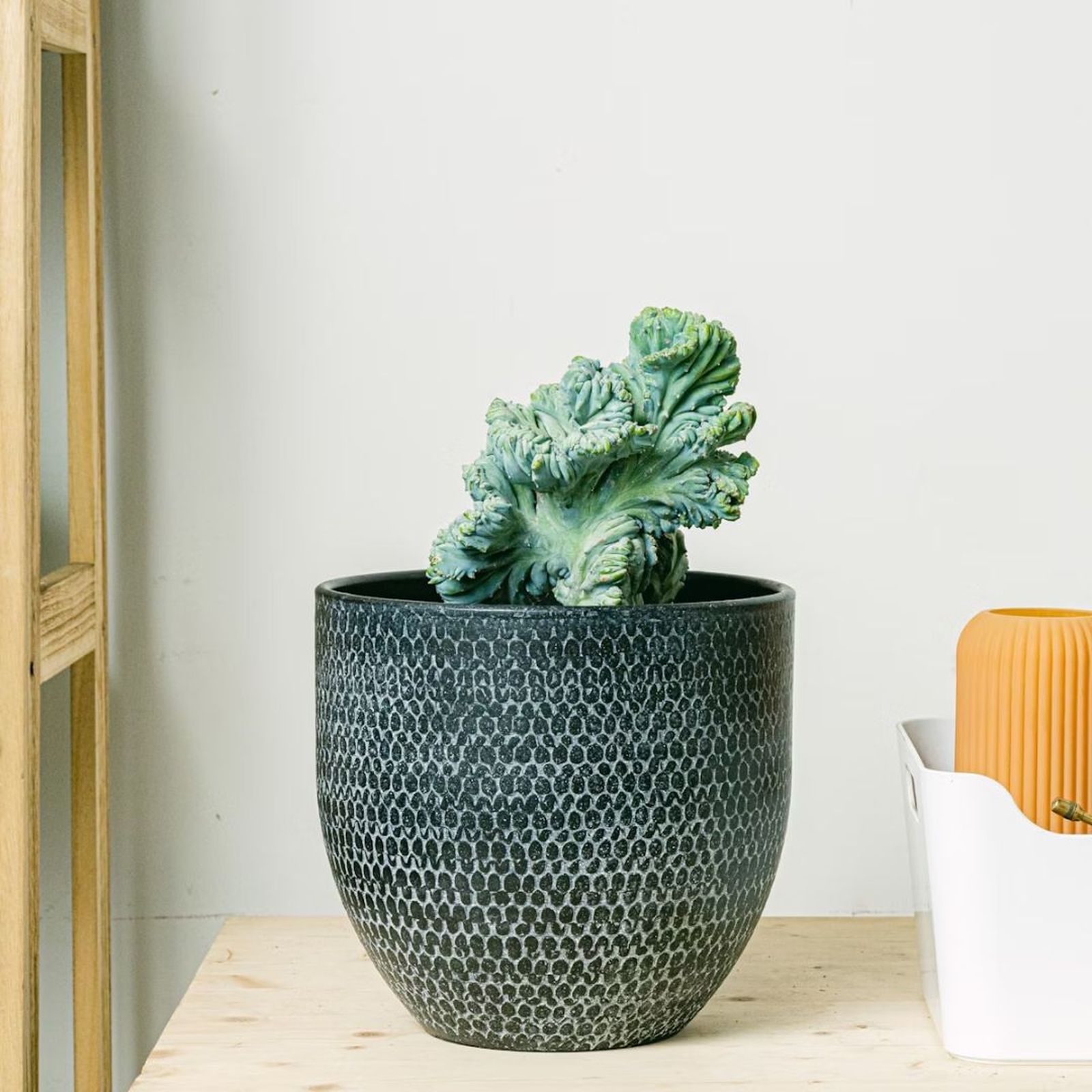 cactus garambullo crestado be green