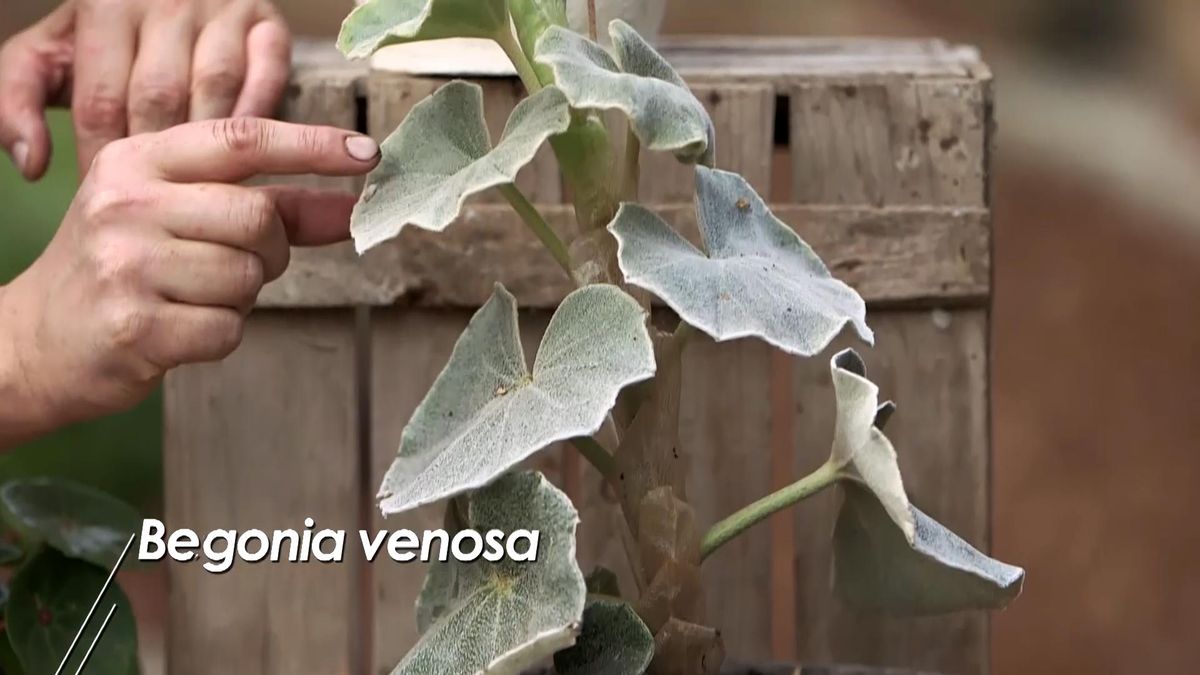 980 jardineria begonia venosa