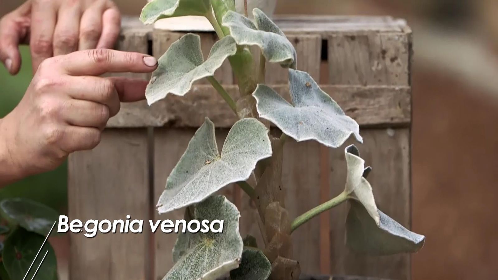 980 jardineria begonia venosa