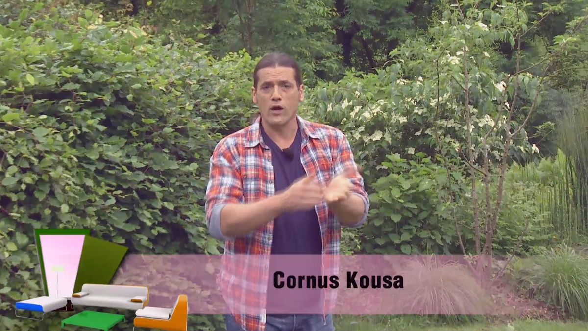 deco 698 cornus kousa inicio