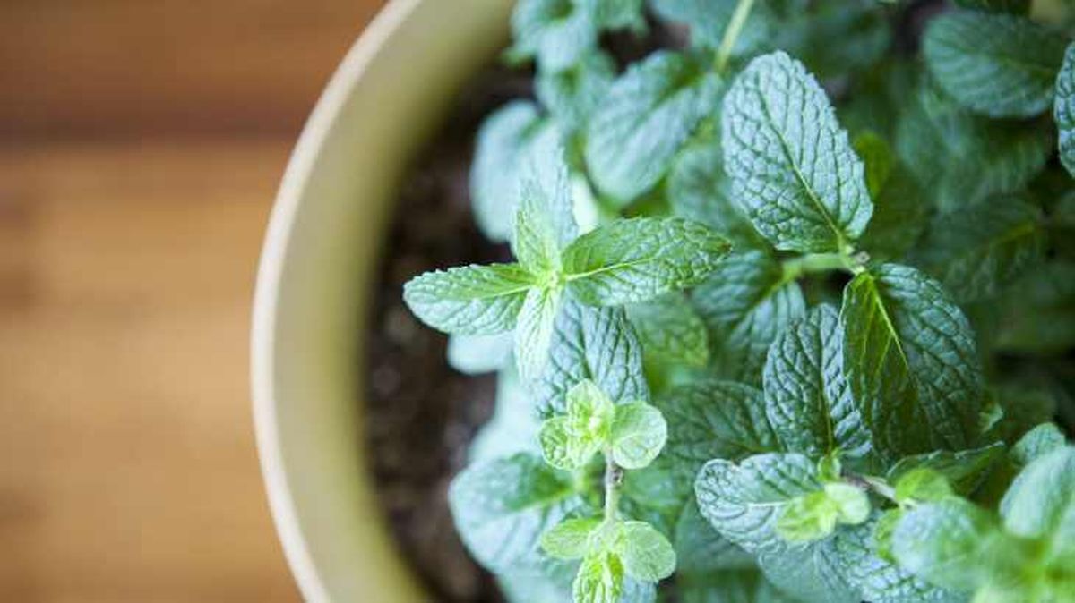 Planta de hierbabuena en maceta