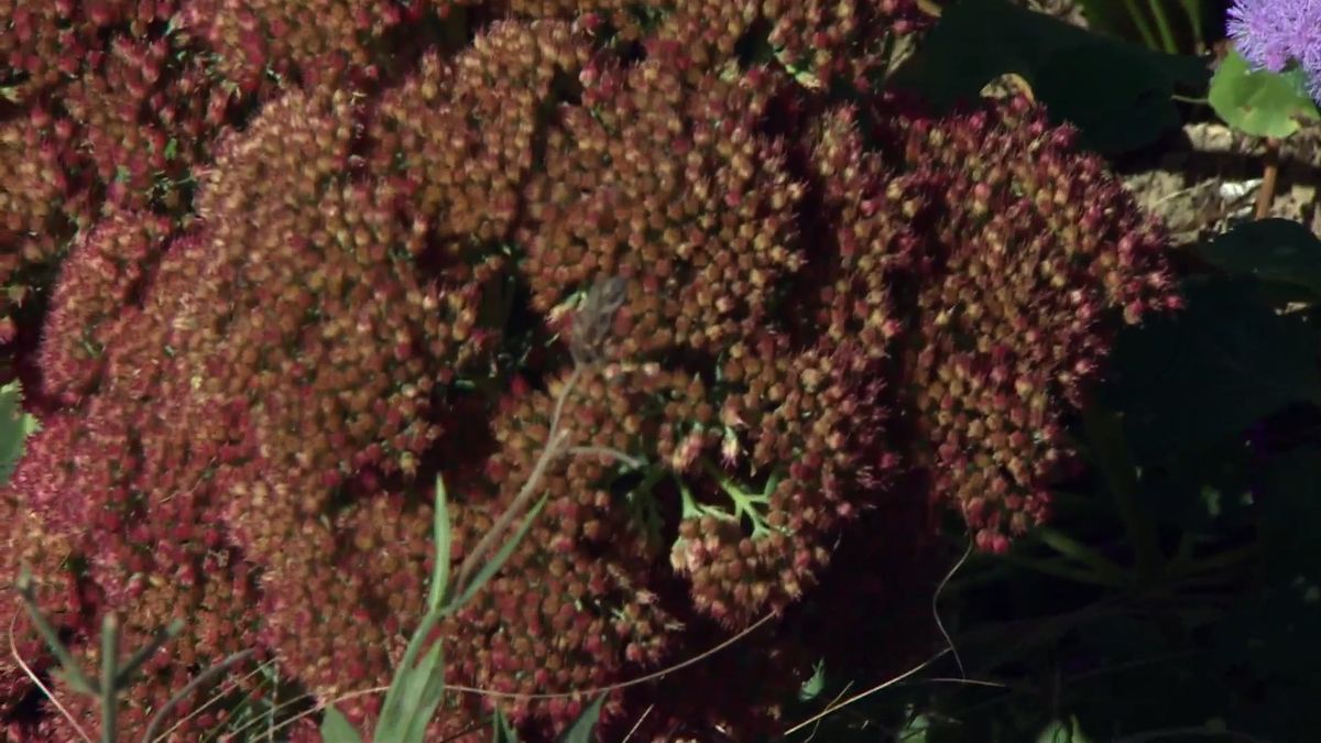 deko 708 jardineria parterre otono sedum spectabile