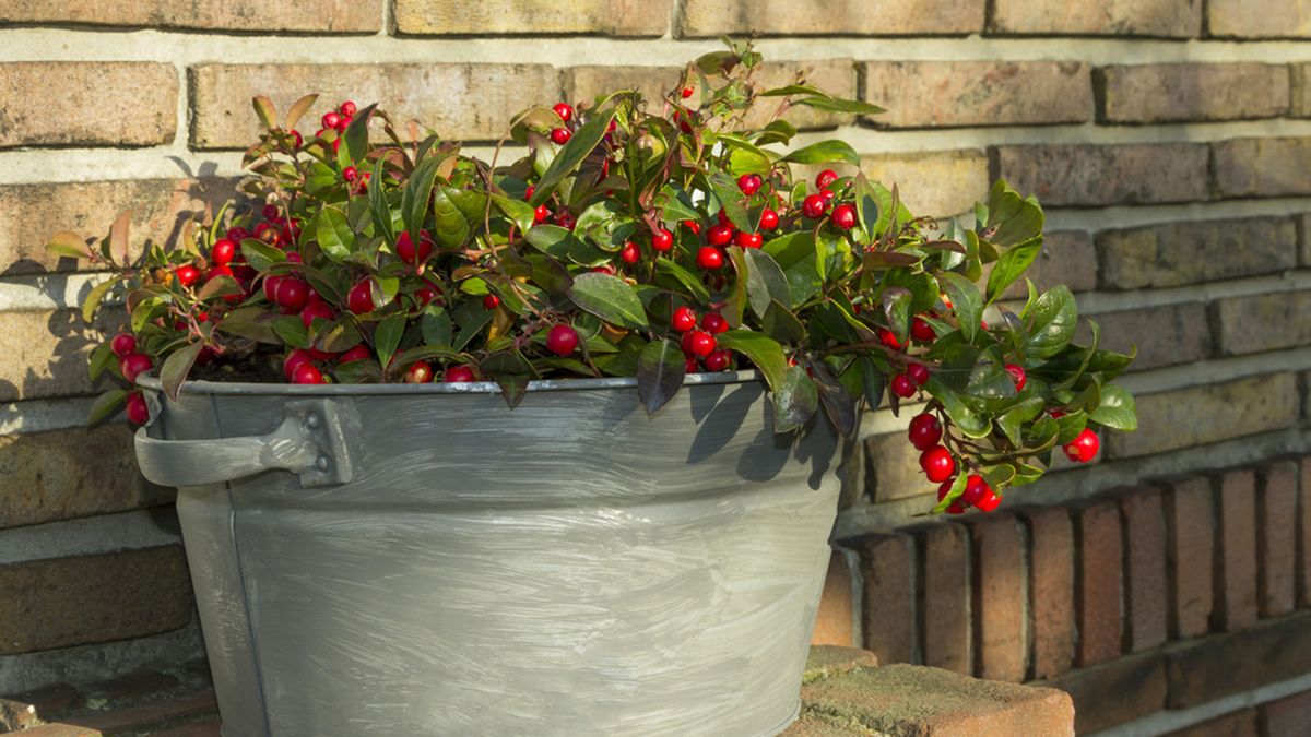 gaultheria procumbens gaulteria arbusto bayas comestibles