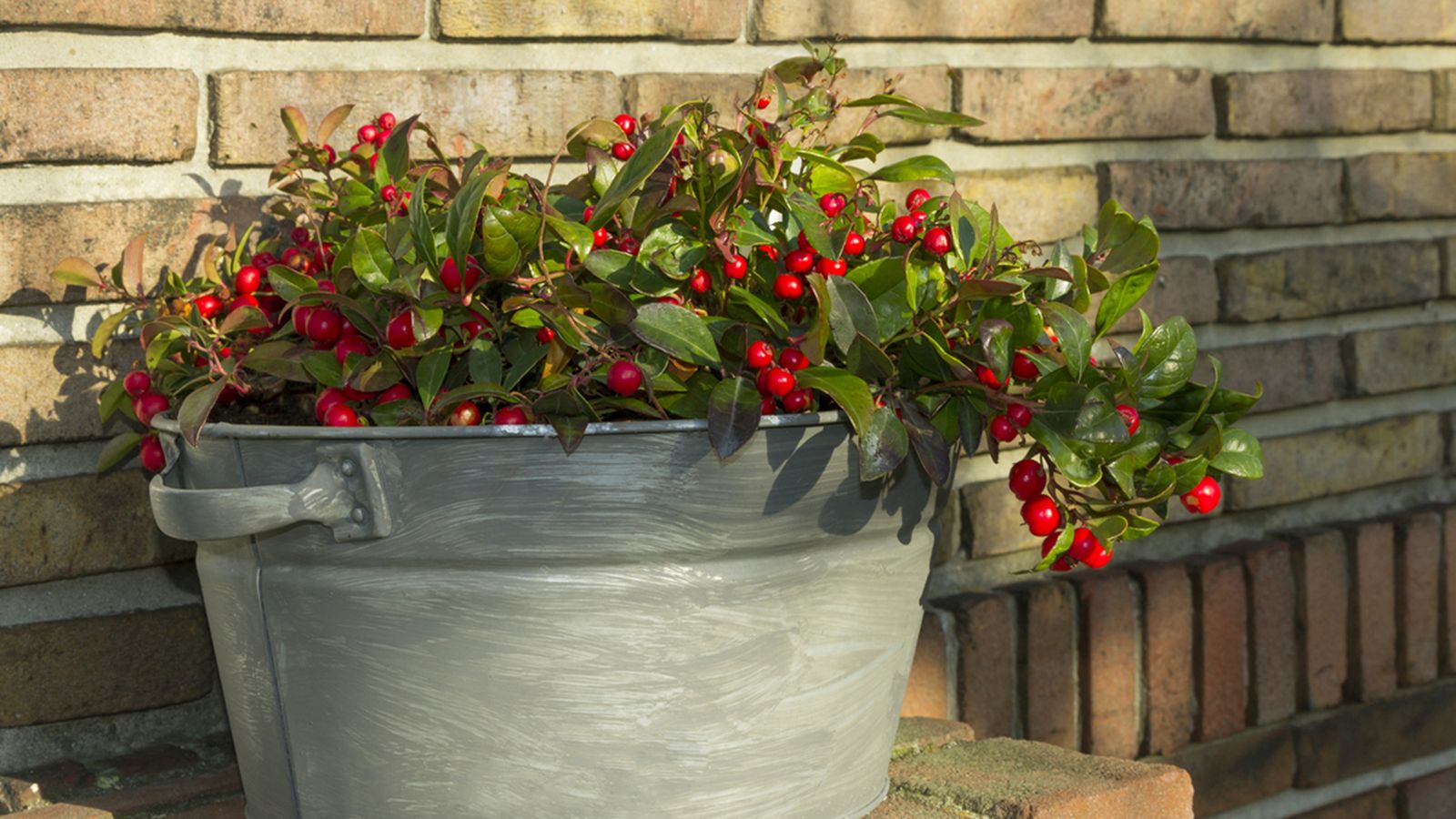 gaultheria procumbens gaulteria arbusto bayas comestibles